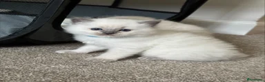 Ragdoll Kitten 1 - Male New home found