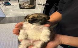 Lhasa Apso dogs for sale: 6 beautiful Lhasa apsos  - Image 34