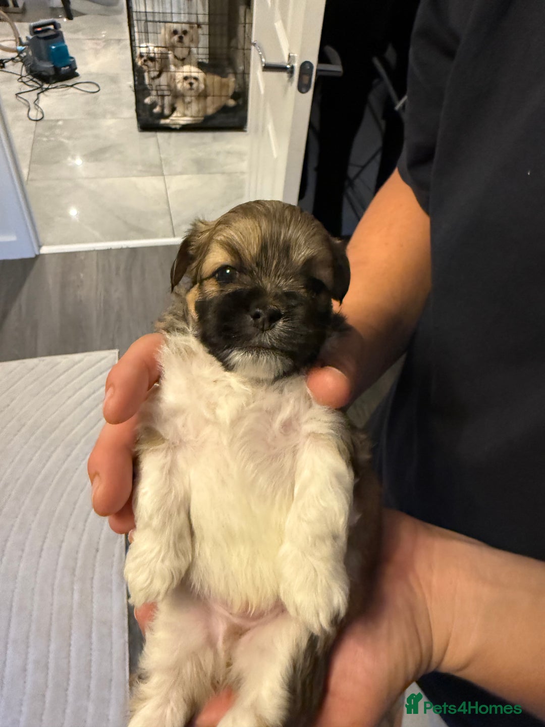 Lhasa Apso dogs for sale: 6 beautiful Lhasa apsos  - Image 34
