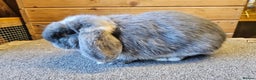 Mini Lop rabbits for sale: Pure Mini lop Blue Otter Doe . Vaccinated  - Advert 2