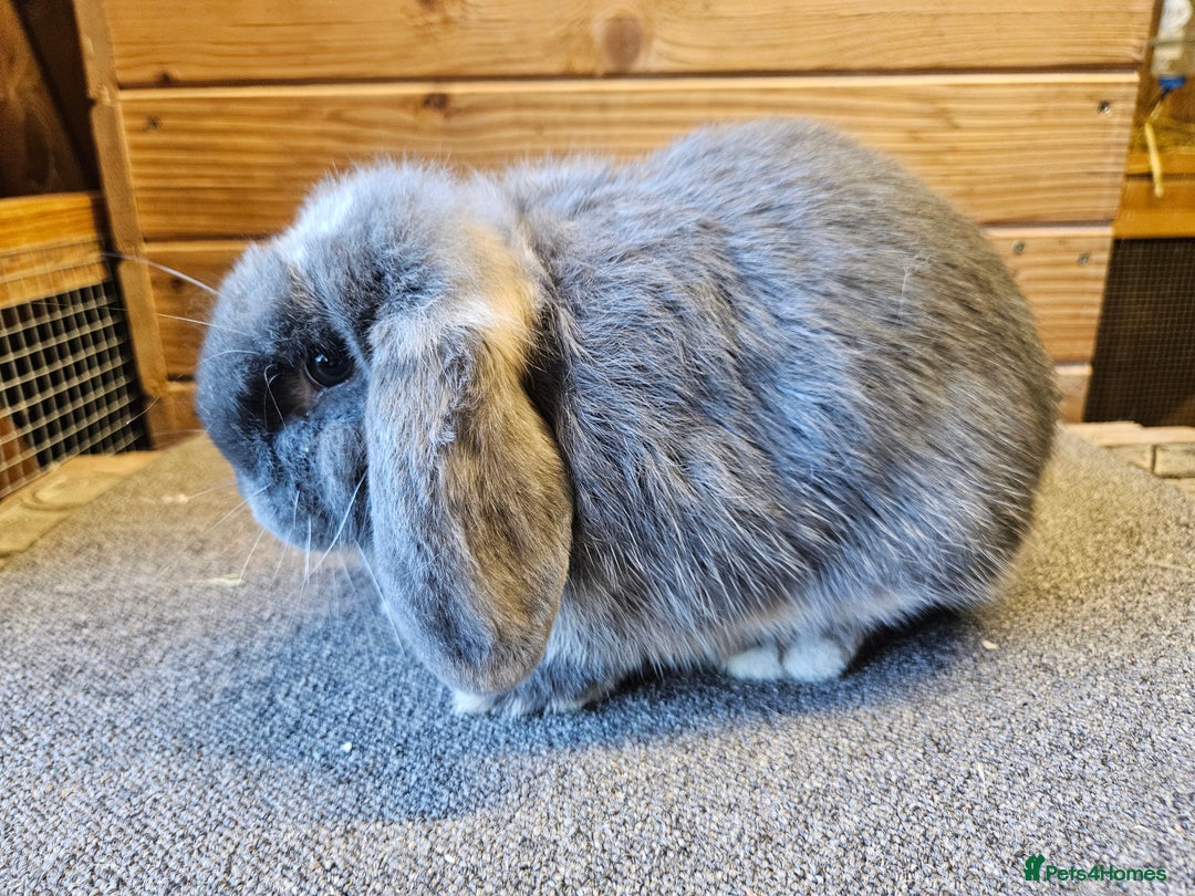 Mini Lop rabbits for sale: Pure Mini lop Blue Otter Doe . Vaccinated  - Advert 2