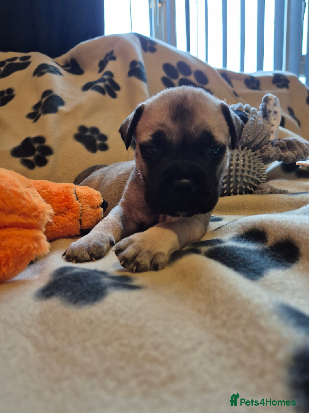 Bullmastiff dogs for sale: Beautiful Bullmastiff Puppies  - Advert 7