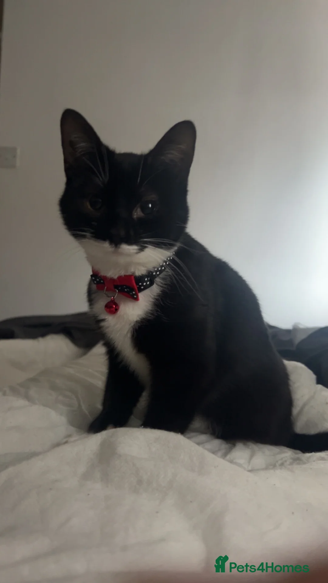 Mixed Breed cats for sale: Narla kitten  in Stoke-on-Trent - Advert 8