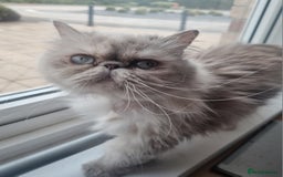 Persian cats for sale: Persian Silver colour, blue eyes 11 month girl - Image 4