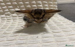 Mixed Breed cats for sale: Mama Cat and Kittens - Image 5