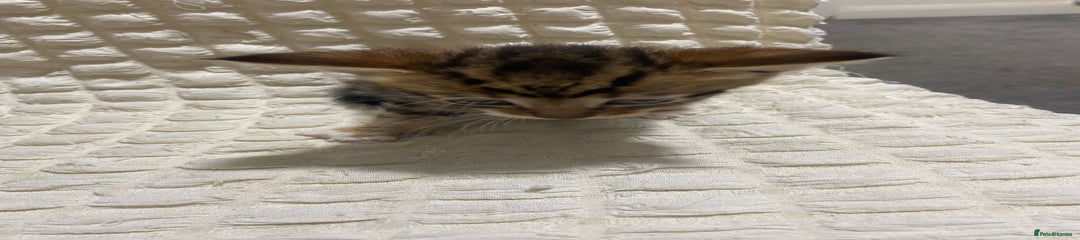 Mixed Breed Kitten 6