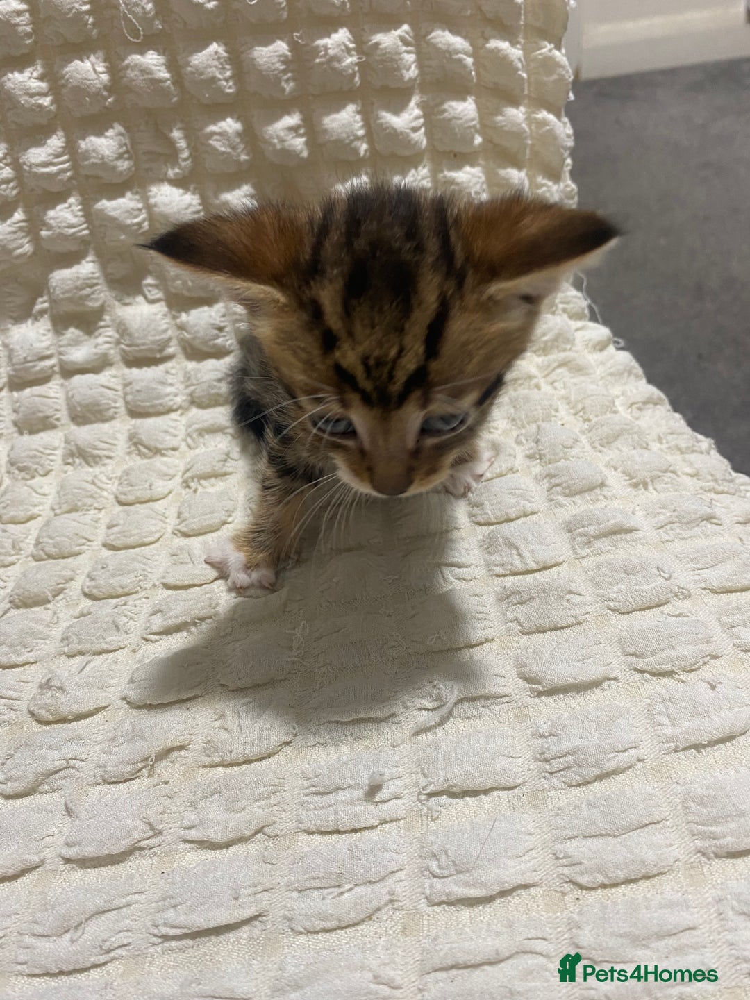 Mixed Breed cats for sale: Mama Cat and Kittens - Image 5