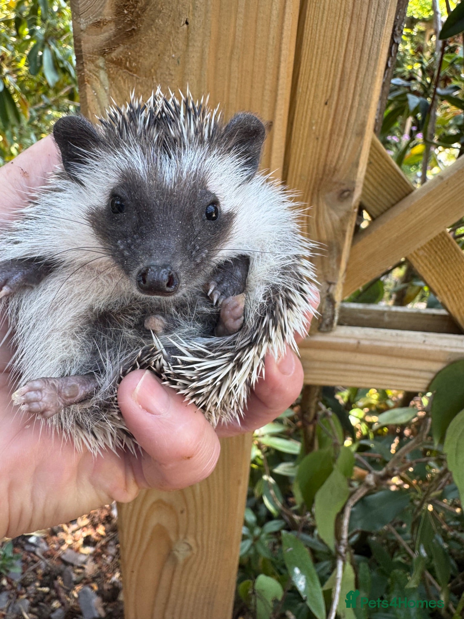 Pygmy Hedgehog rodents 9 wk boy and girl baby APH with or without set up  - Advert 2