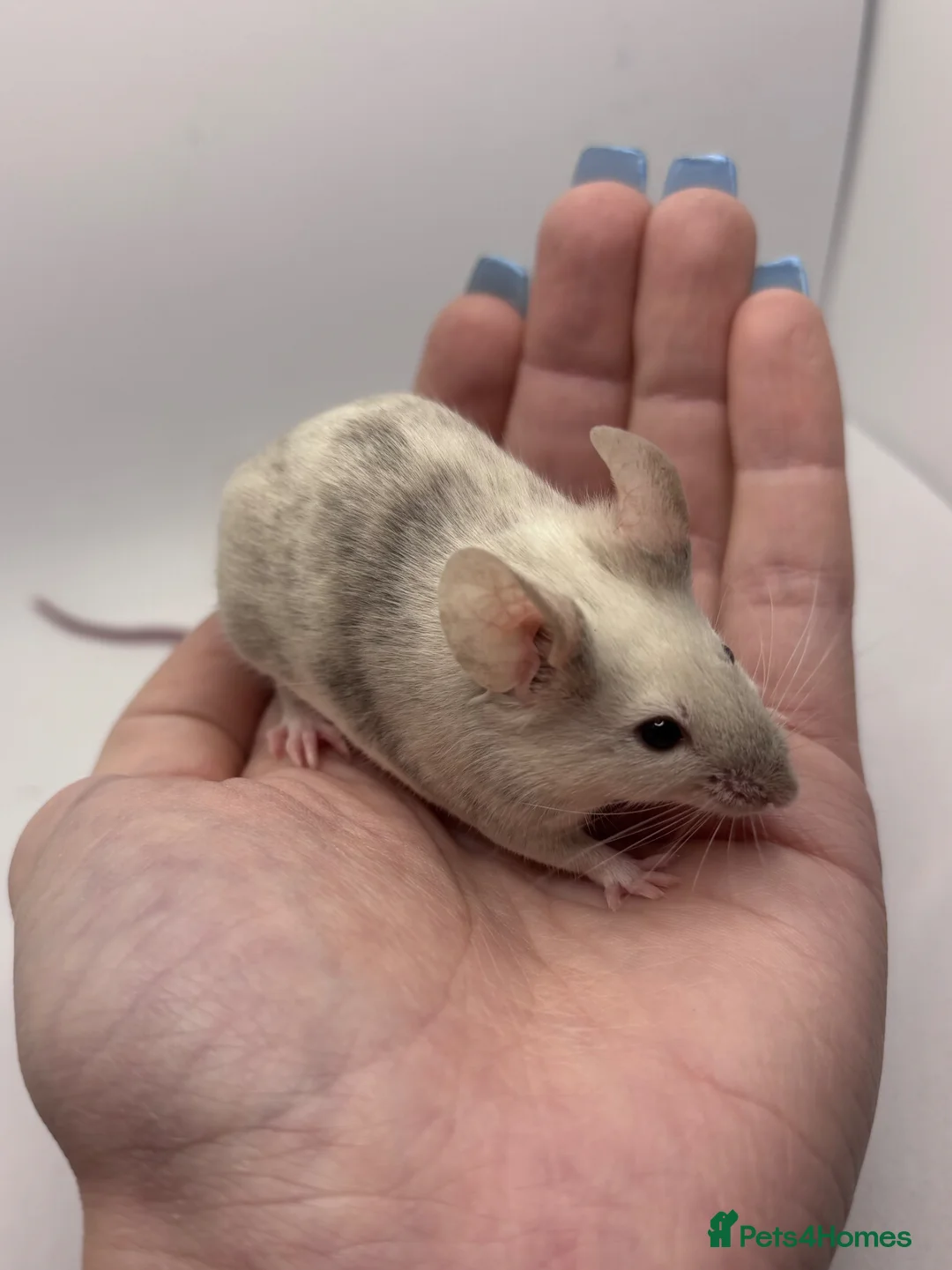 Mouse rodents for sale: 3 Neutered Male Mice for Adoption - Advert 3