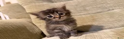 Mixed Breed cats for sale: Fluffy Kittens – Nibelung-Like Appearance  in Corby - Advert 4