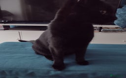 Bengal cats for sale: Kathleen and Zeus Jr - Image 11