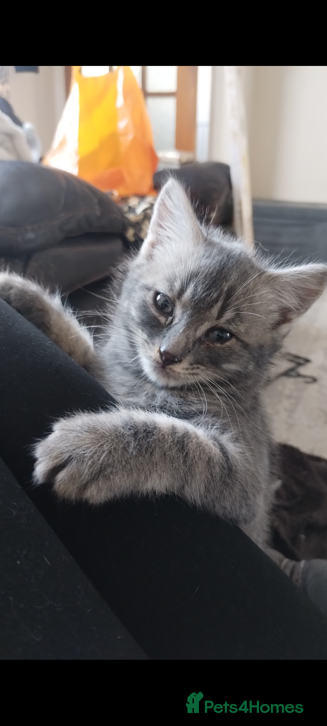 Mixed Breed cats for sale: 2 lovely kittens  - Advert 3