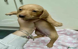 Miniature Dachshund dogs for sale: Cream Dapples & Red Dapples KC registered  - Image 6