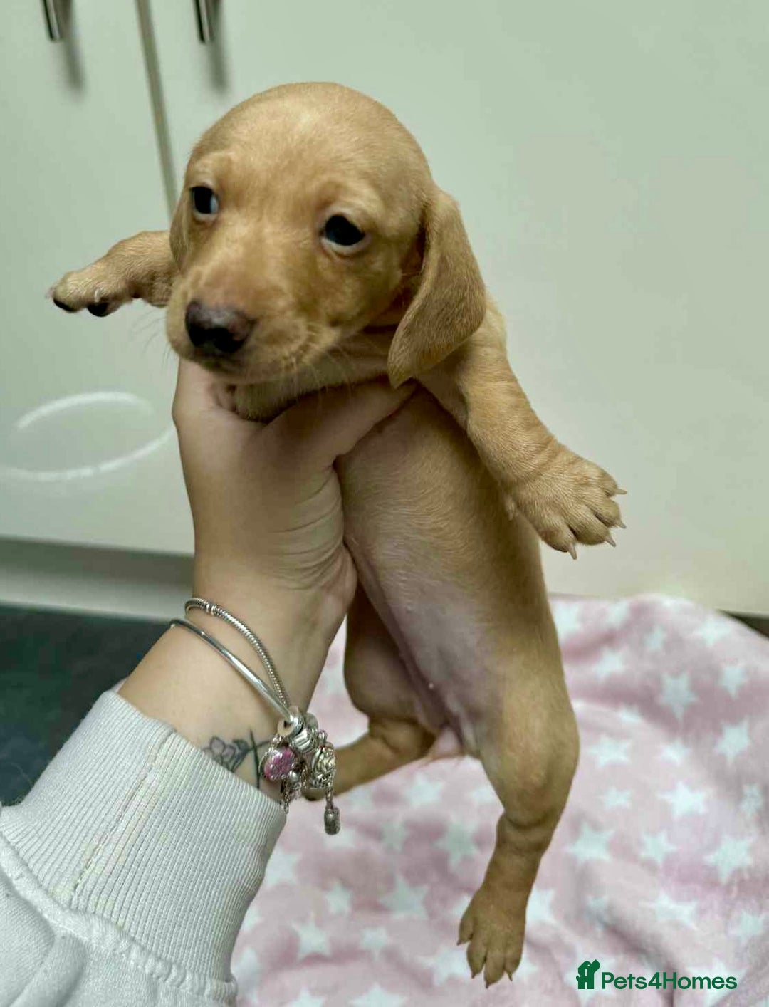 Miniature Dachshund dogs for sale: Cream Dapples & Red Dapples KC registered  - Image 6