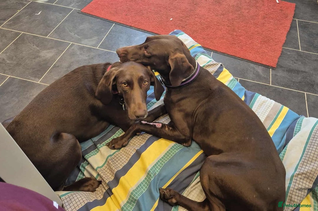 German Shorthaired Pointer dogs for adoption: Bobby is ready for his forever family!  - Image 3