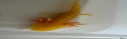 Axolotl reptiles for sale: Axolotl - Advert 23