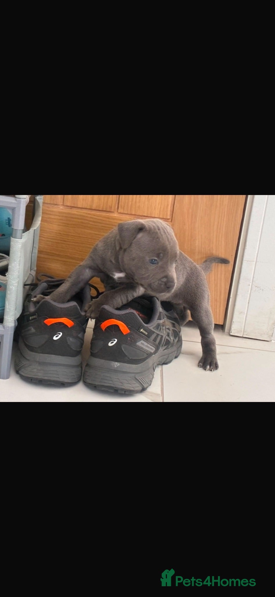 Staffordshire Bull Terrier dogs Staff puppies  - Advert 2