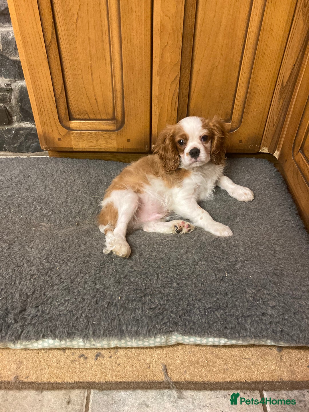 Cavalier King Charles Spaniel dogs for sale: 4 month old blenheim boy - health tested parents - Advert 3