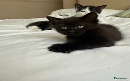 Domestic Shorthair cats for sale: 3 kittens looking for forever home - Image 1