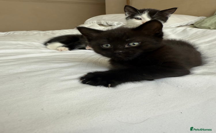 Domestic Shorthair cats - Advert 3