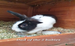 Mini Lop rabbits for sale: Spayed and neutered rabbits for adoption - Image 18