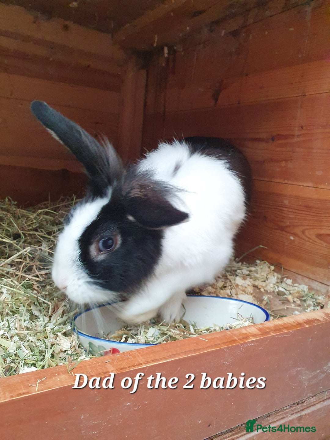 Mini Lop rabbits for sale: Spayed and neutered rabbits for adoption - Image 18