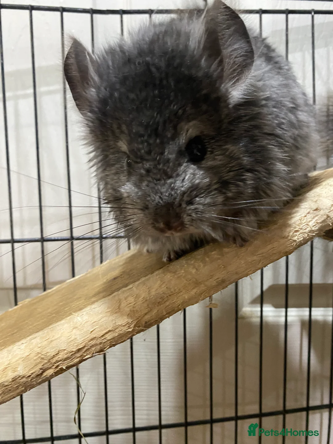 Chinchilla rodents for sale: RPA (Angoran) Handsome Chinchilla Brothers  - Advert 7