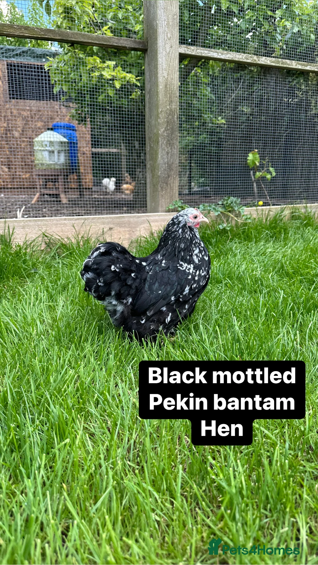 Chickens poultry for sale: Pure breed bantam hens at point of lay - Advert 7