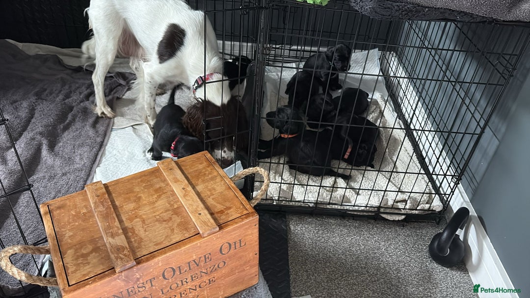 Mixed Breed dogs for sale: Sprockador puppies  - Image 2