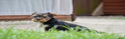 Yorkshire Terrier dogs for sale: Purebred Yorkshire Terrier Puppies Vaccinated  - Advert 1