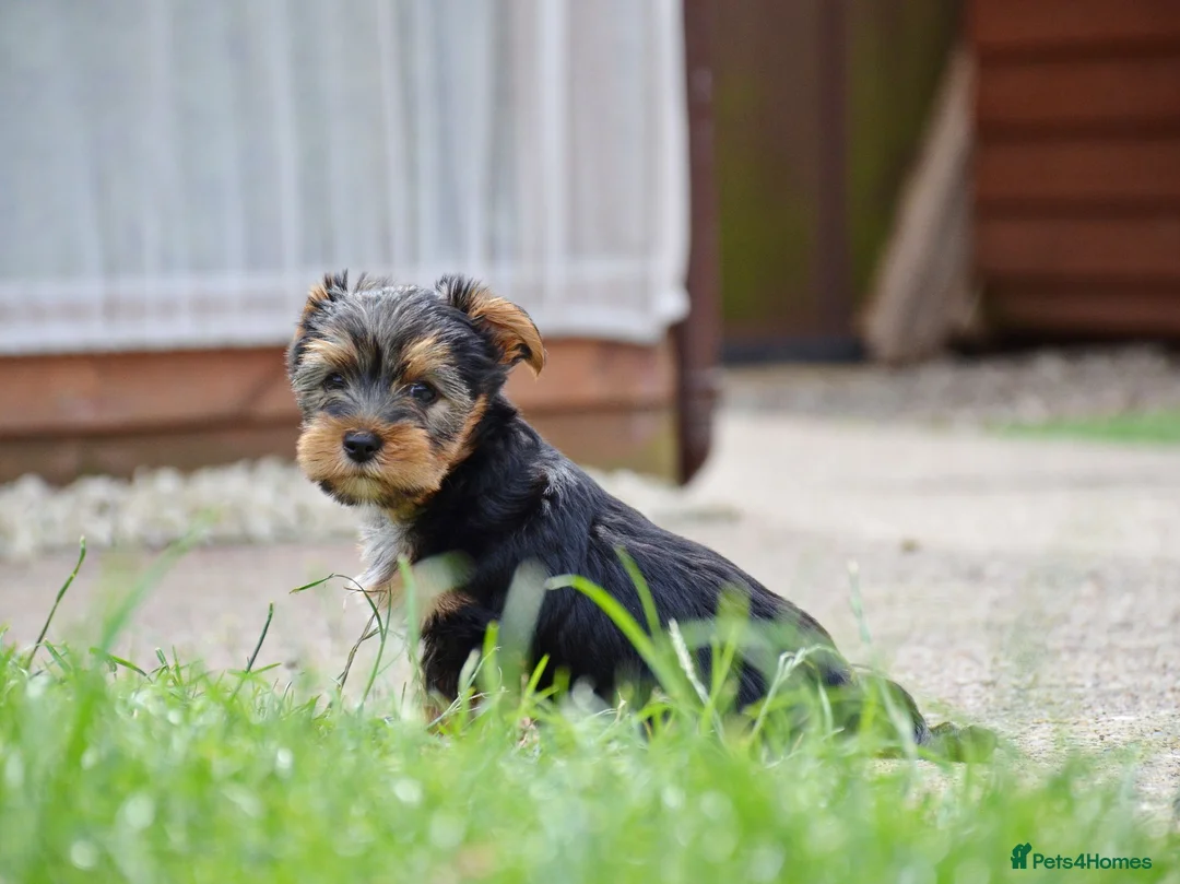 Yorkshire Terrier dogs for sale: Purebred Yorkshire Terrier Puppies Vaccinated  - Advert 1