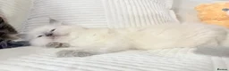 Ragdoll cats for sale: Stunning Bluepoint Ragdoll Kittens for sale - Advert 4