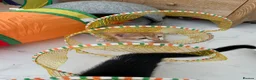 Mixed Breed cats for sale: Fabulous Kittens  in Clitheroe - Advert 3