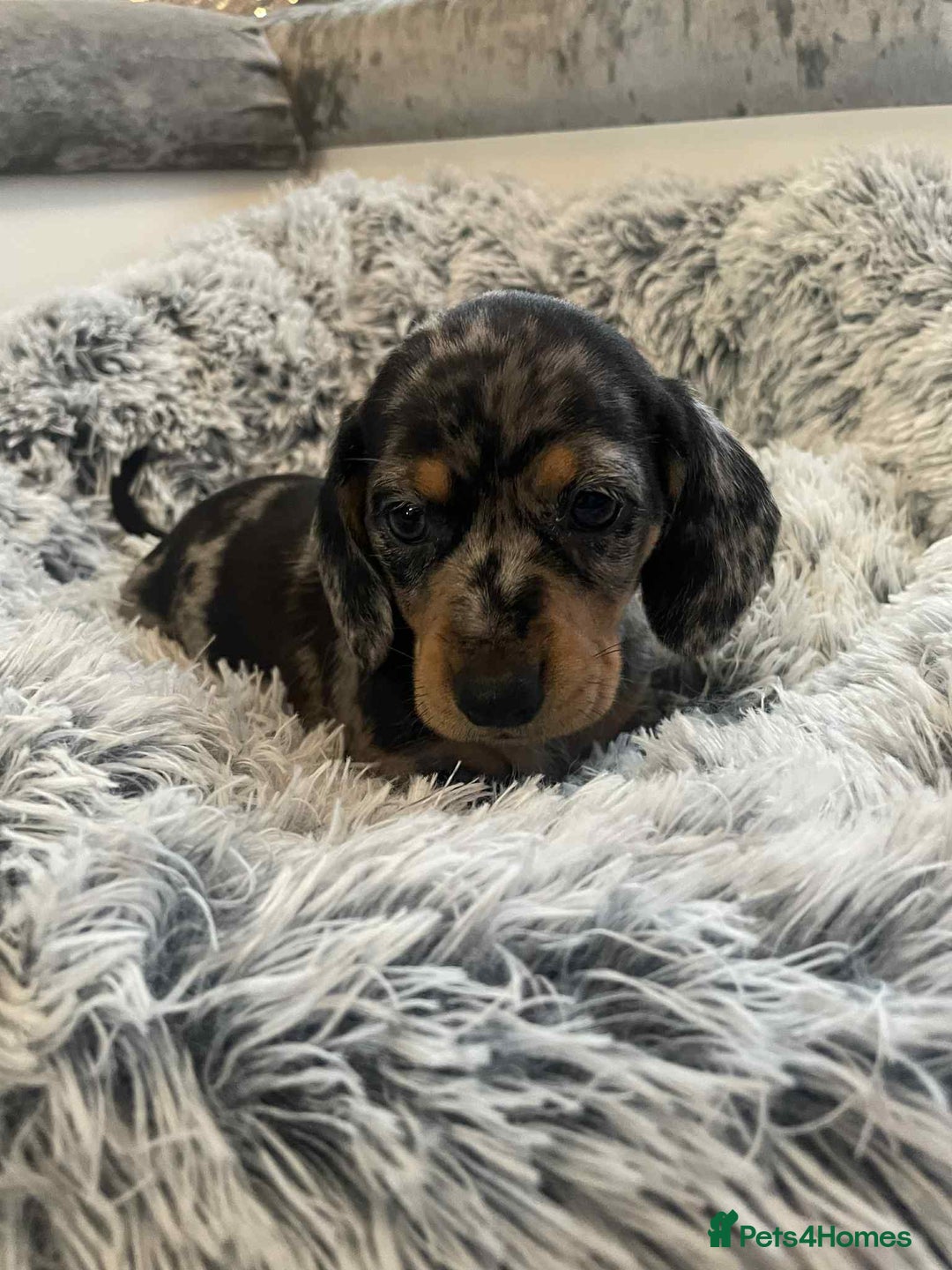 Dachshund dogs for sale: Dachshund  - Image 8