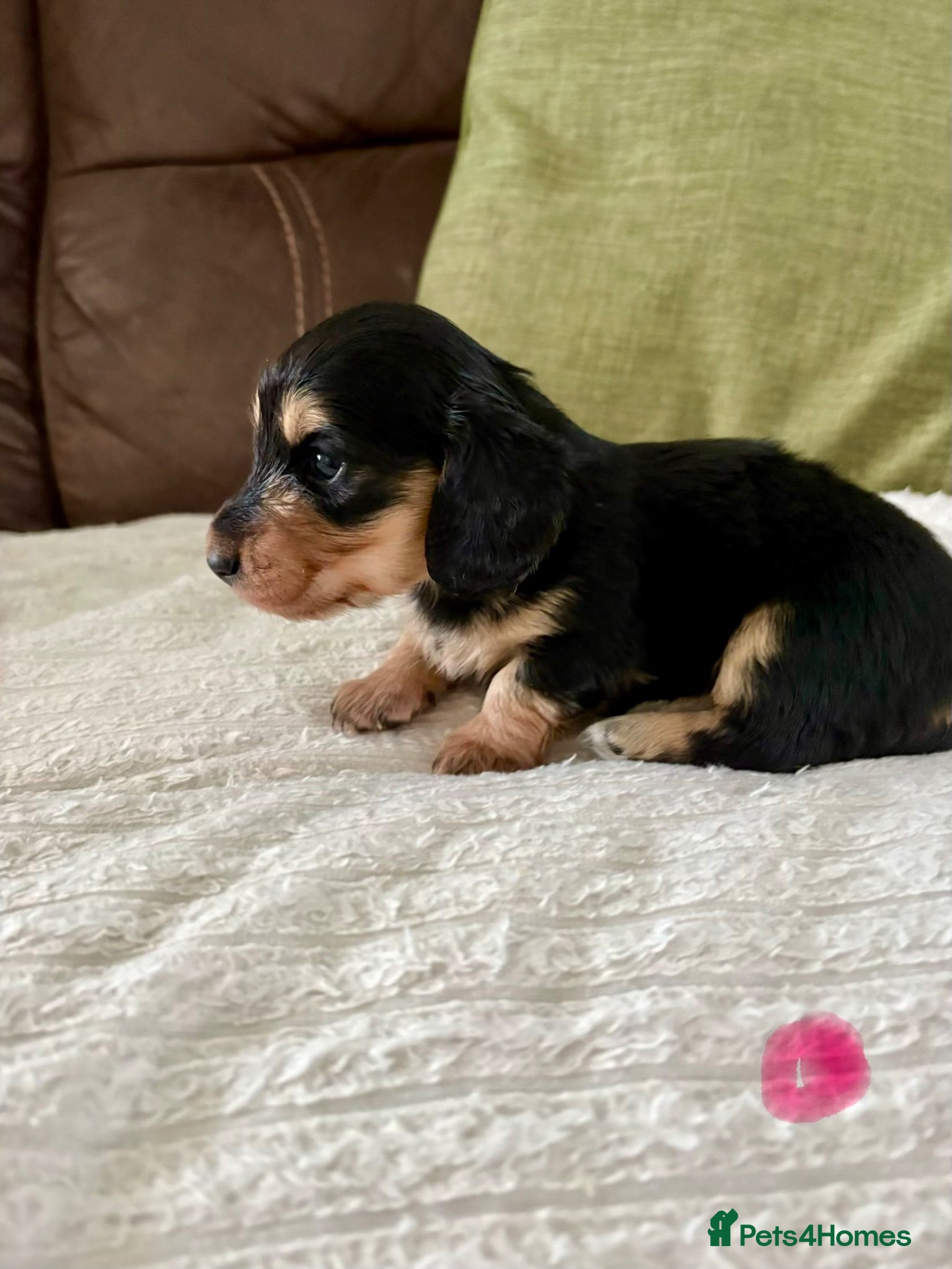 Miniature Dachshund dogs Miniature Longhaired Dachshund Puppies  - Advert 2