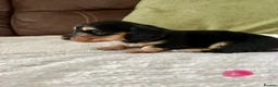 Miniature Dachshund dogs for sale: Miniature Longhaired Dachshund Puppies  - Advert 2