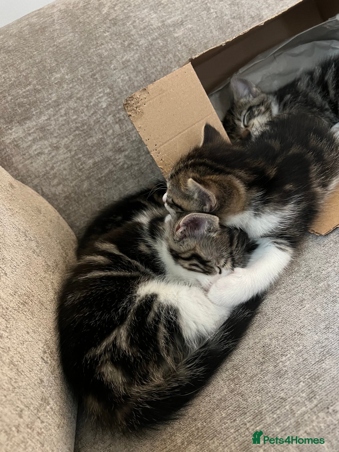 Domestic Shorthair cats for sale: Domestic short hair tabby kittens   - Advert 8