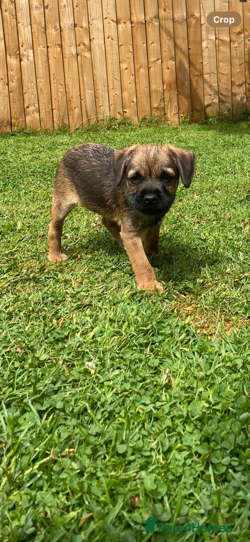 Border Terrier dogs ⭐️KC BORDER TERRIER, 1 BOY READY TO LEAVE NOW. - Advert 8