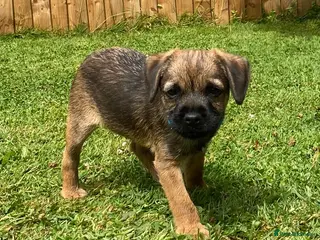 Border Terrier dogs ⭐️KC BORDER TERRIER, 1 BOY READY TO LEAVE NOW. - Advert 1
