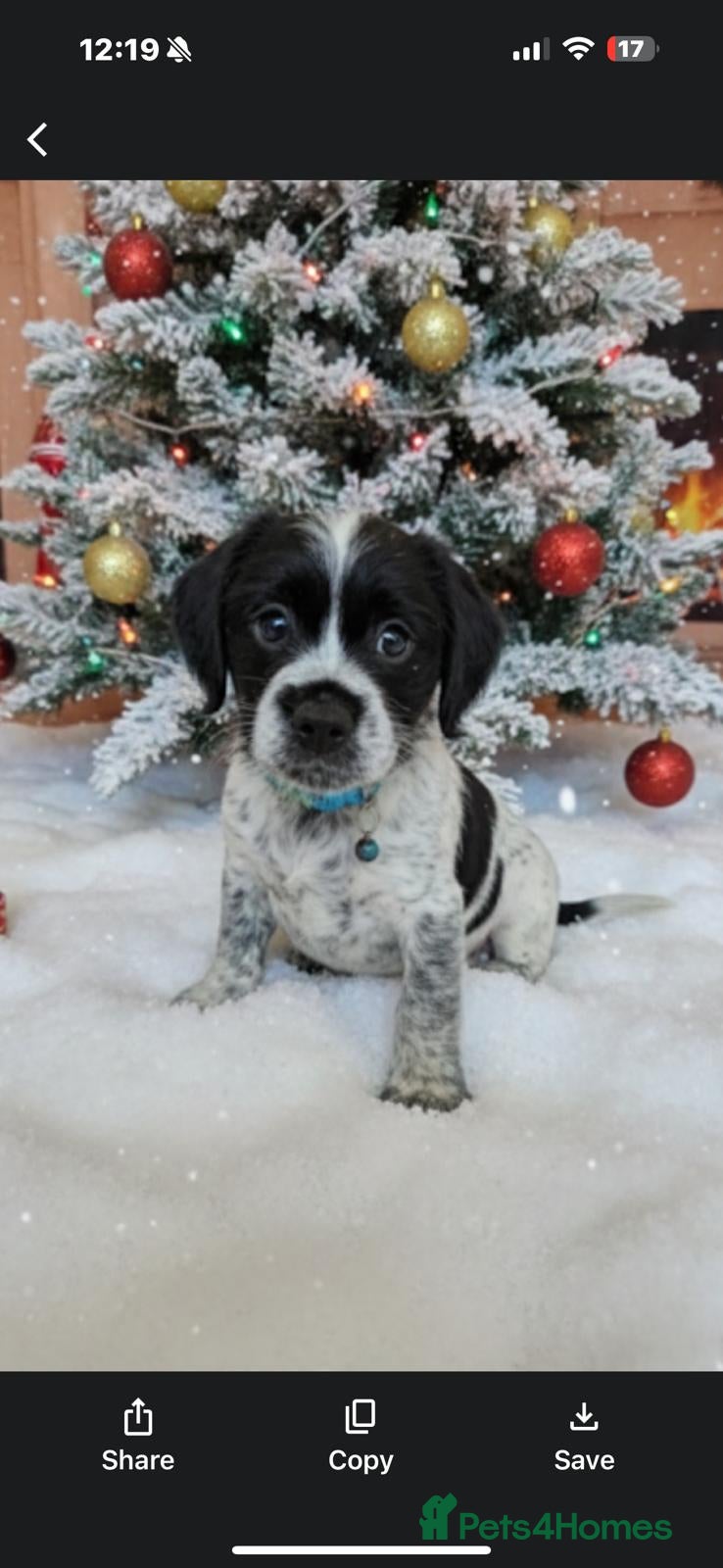 Mixed Breed dogs  French bulldog cross cockapoo  - Advert 15