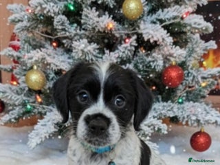 Mixed Breed dogs French bulldog cross cockapoo - Advert 15