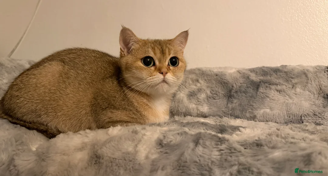 British Shorthair cats for sale: British shorthair kittens - Advert 5