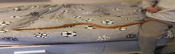 Corn Snake reptiles for sale: Friendly corn snake in Rye - Advert 6