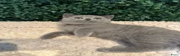 British Shorthair cats for sale: 💐British Shorthair Kittens (Blue)💐 - Advert 18
