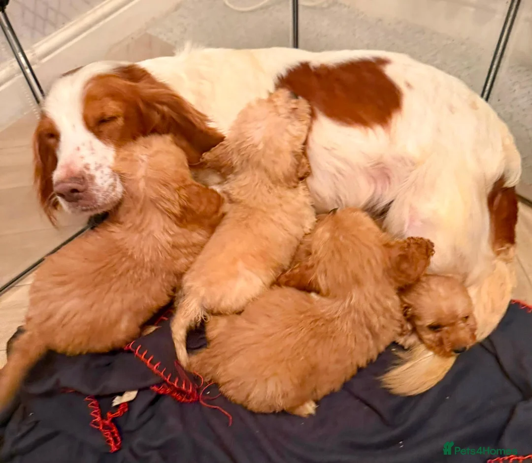 Cockapoo dogs for sale: Ready to go puppies  - Advert 2