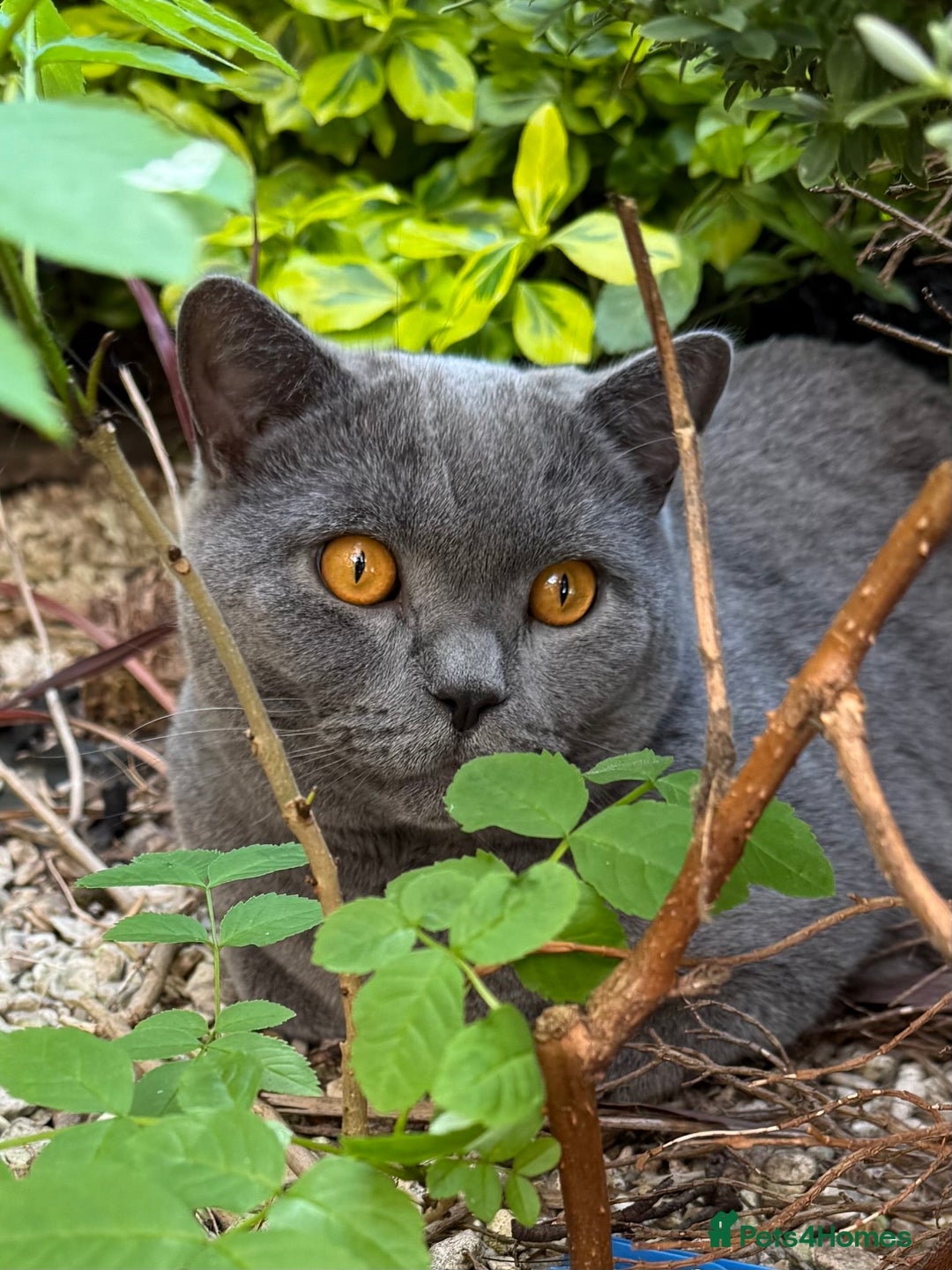 British Shorthair cats for sale: British Short Hair Blue Male - Advert 5