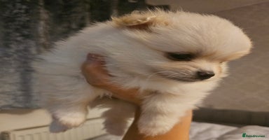 Pomeranian dogs - Advert 2