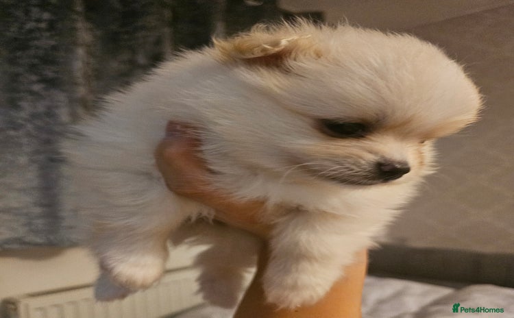 Pomeranian dogs - Advert 8