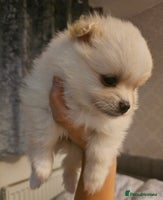 Pomeranian dogs - Advert 4