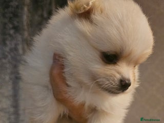 Pomeranian dogs - Advert 11